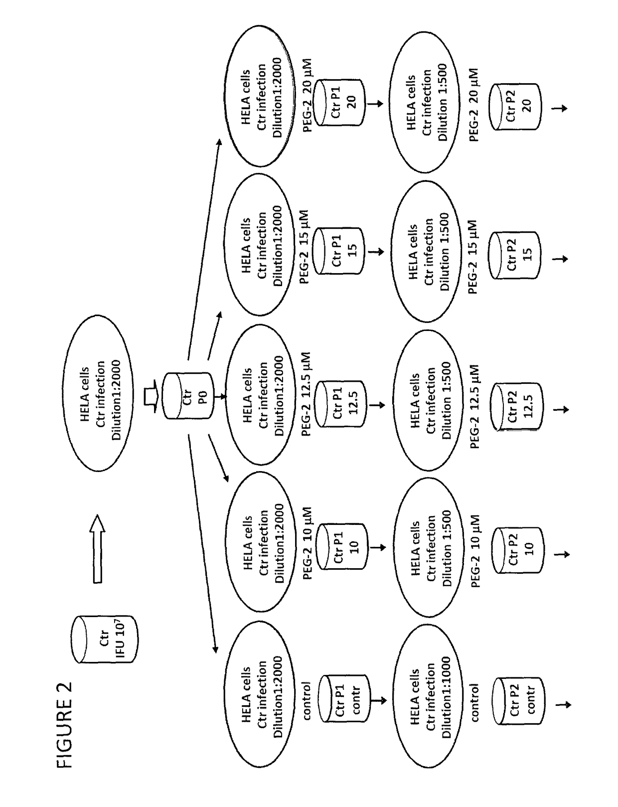 Derivatives of korormicin useful as antibiotics