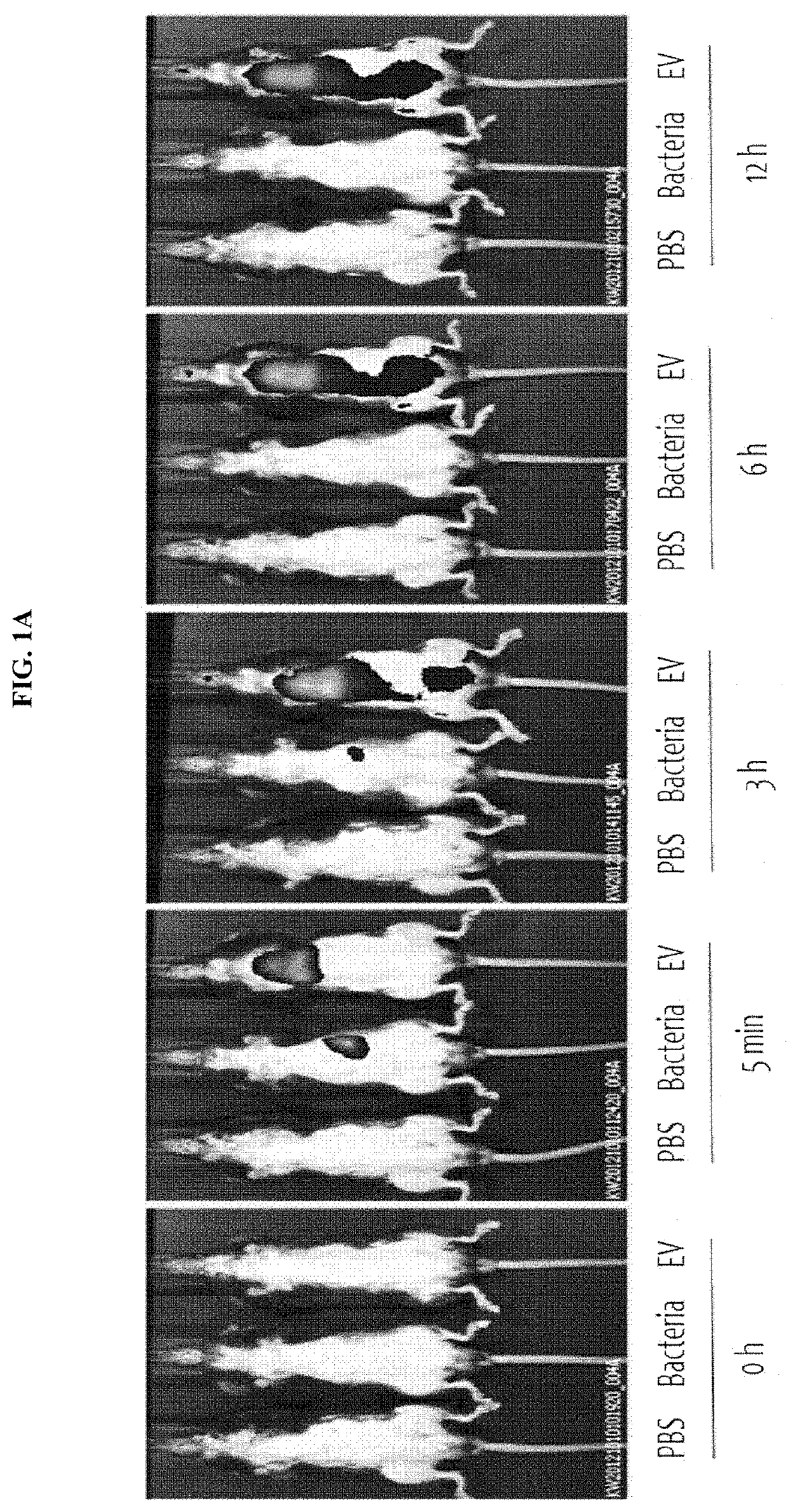 Nano-vesicles derived from genus cupriavidus bacteria and use thereof