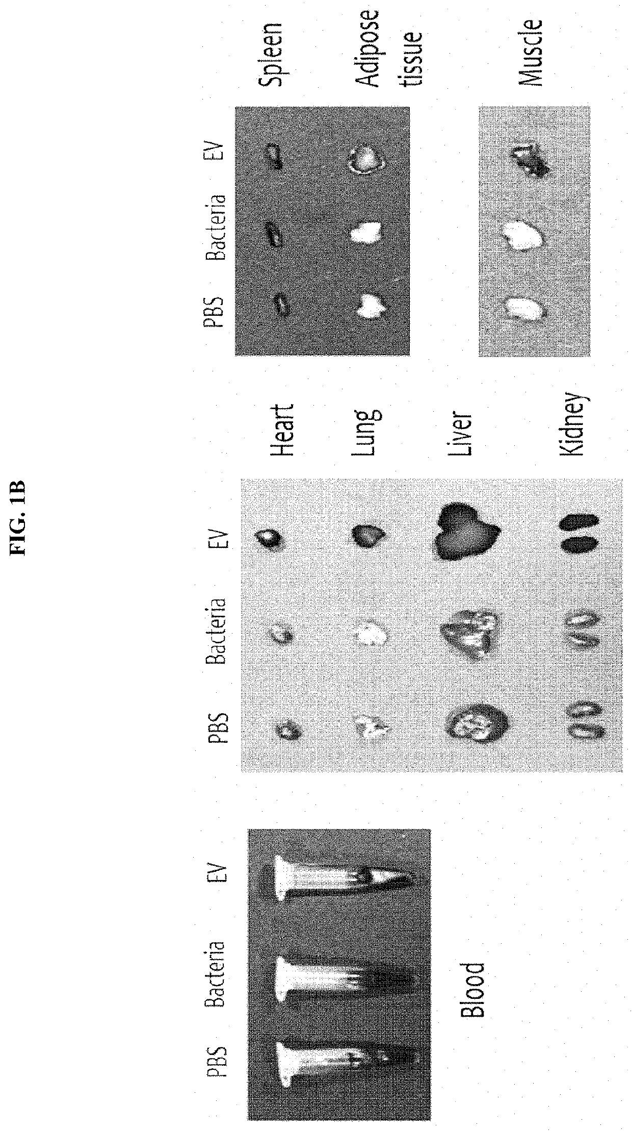 Nano-vesicles derived from genus cupriavidus bacteria and use thereof