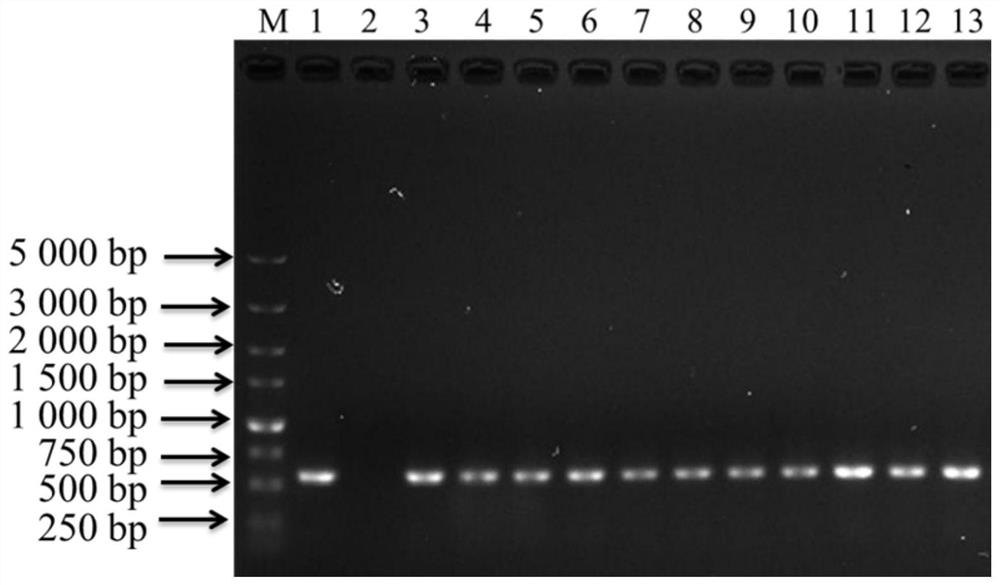 A barcode identification primer, identification method and kit for different species within Aeromonas