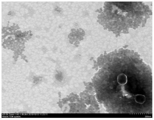 Novel bacteriophage, bacteriophage mixed formulation and application of novel bacteriophage and application of bacteriophage mixed formulation to prevention and treatment of pseudomonas pneumonia of minks