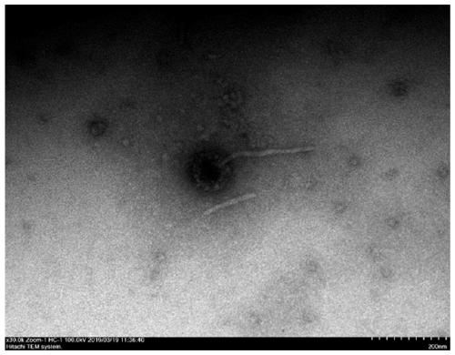 Novel bacteriophage, bacteriophage mixed formulation and application of novel bacteriophage and application of bacteriophage mixed formulation to prevention and treatment of pseudomonas pneumonia of minks