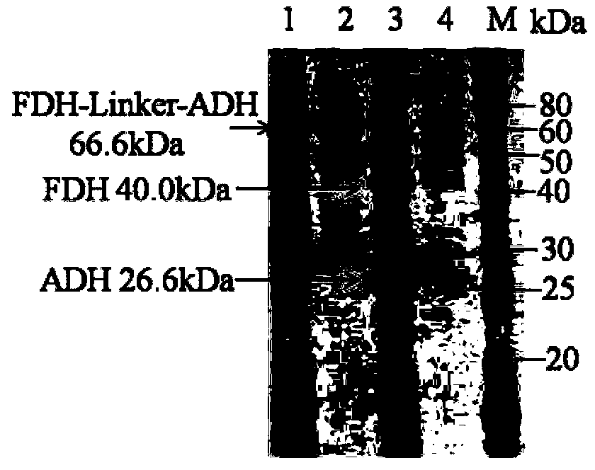 Fusion protein as well as coding gene and application thereof
