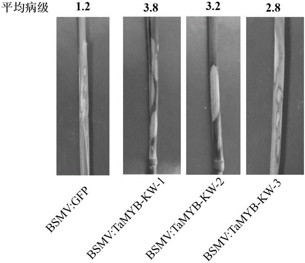 Cultivating method for disease-resistant TaMYB-KW gene-transferred wheat, related biomaterials and application