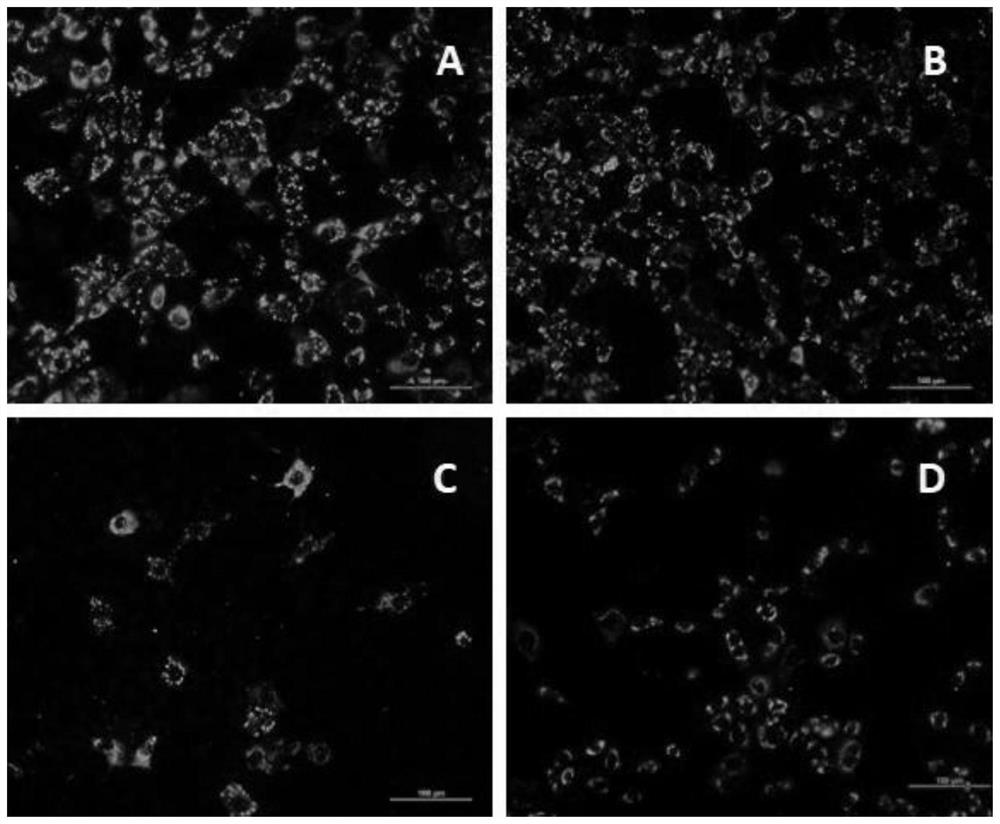 Exosome containing miR-135b-5p and application of exosome in rotavirus infection resistance