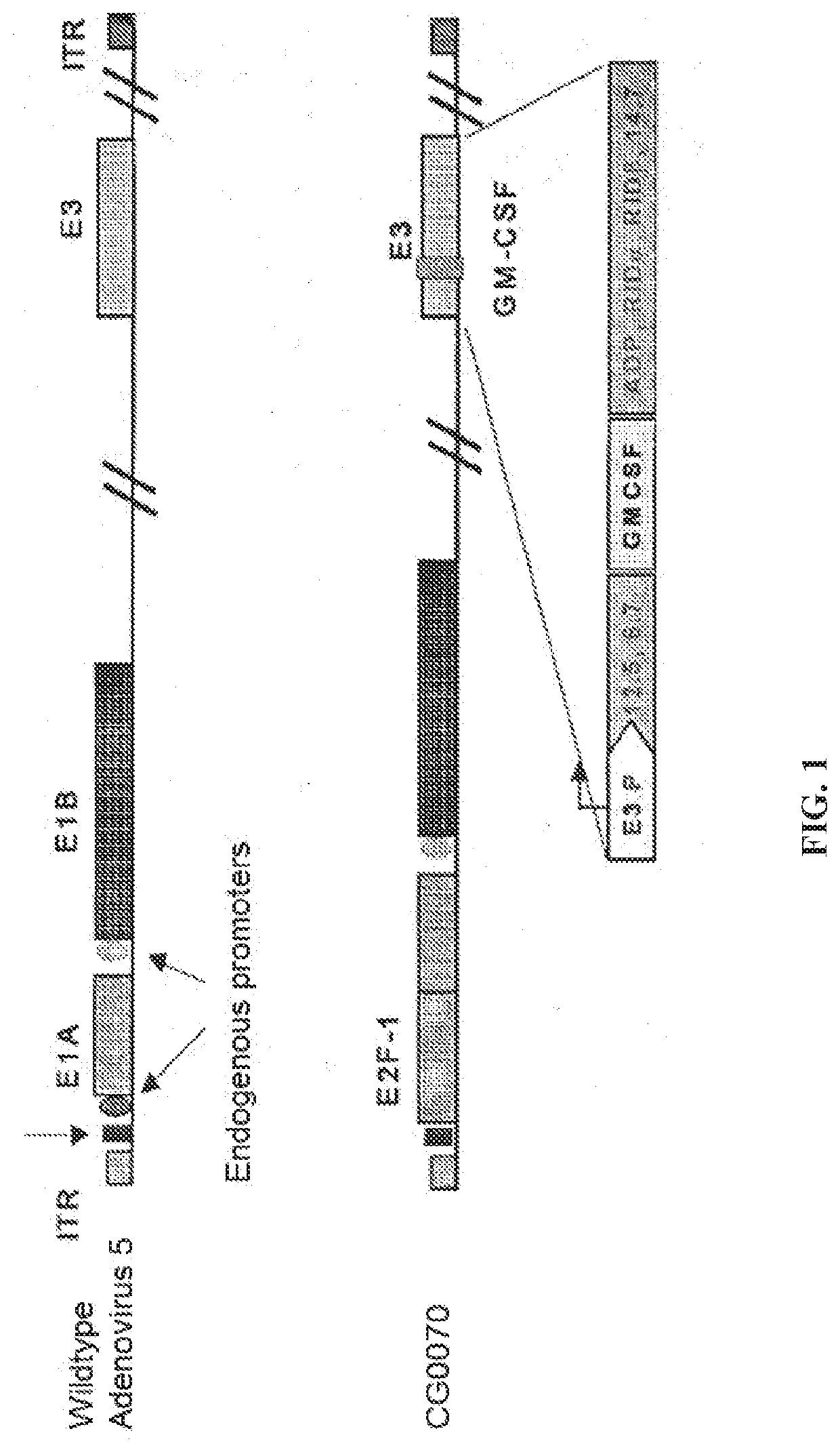 Methods of treating solid or lymphatic tumors by combination therapy