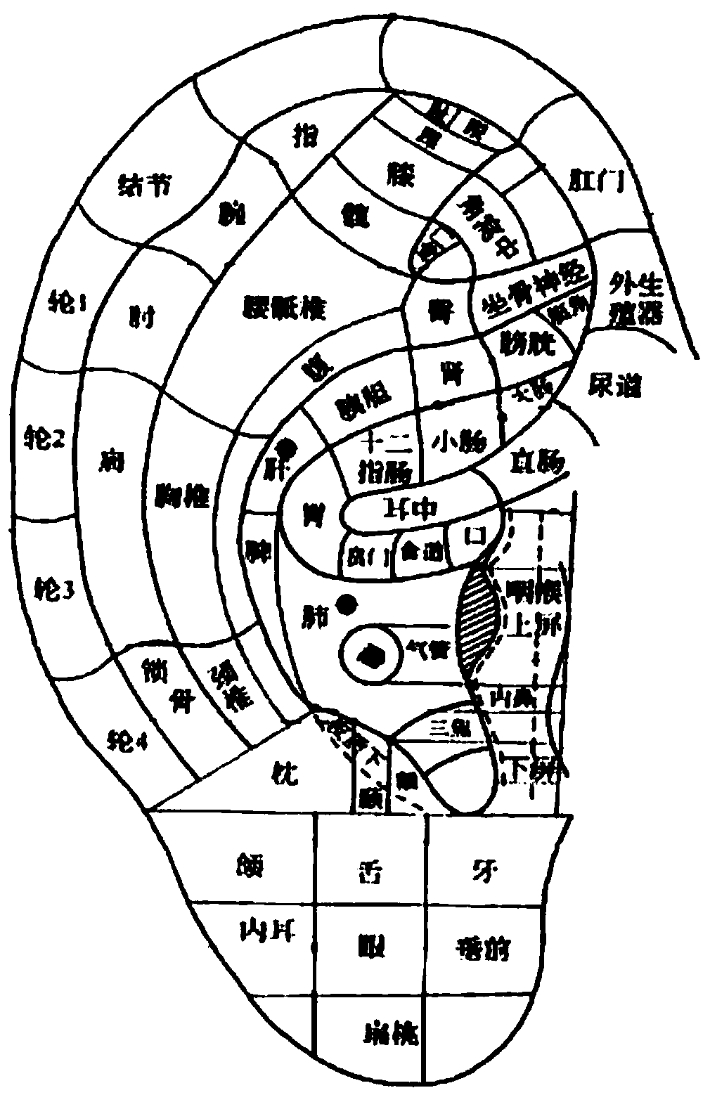 Human body ear acupuncture point positioning method and device
