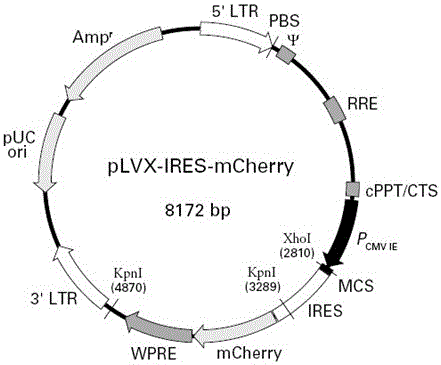 Galpha gene overexpression lentiviral vector and lentivirus and construction method thereof