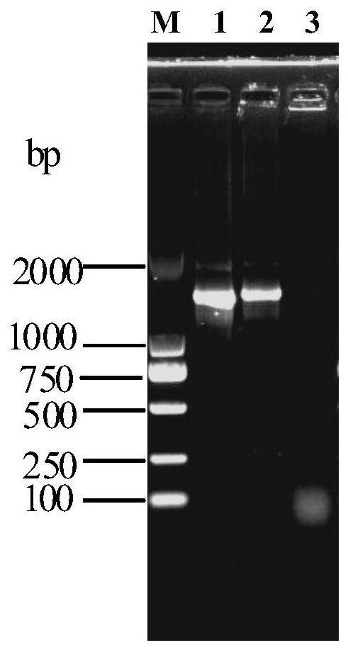 A strain of Mycoplasma pigeon and its application