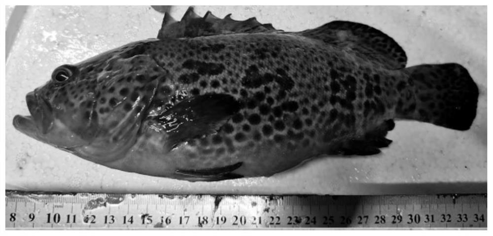 A method for hybrid breeding of low-oxygen tolerant blue grouper