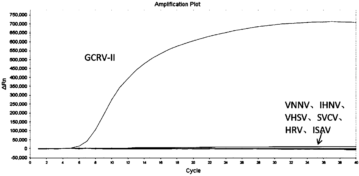 RAA constant-temperature fluorescence detection method and kit for grass carp reovirus type 2 (GCRV-2)