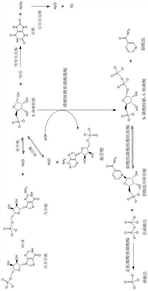Method for preparing nicotinamide mononucleotide