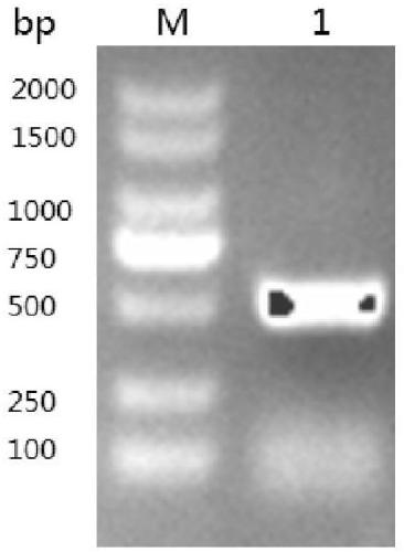 Grass-carp IFN-gamma 2 gene and codedrecombinant protein and application thereof