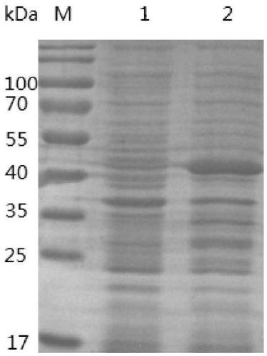Grass-carp IFN-gamma 2 gene and codedrecombinant protein and application thereof
