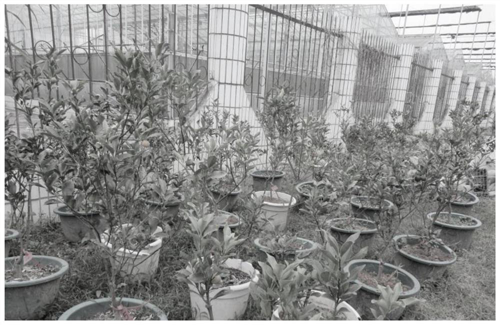 A method for accelerating the flowering and fruiting of citrus high-grafted varieties by using an interstock combination