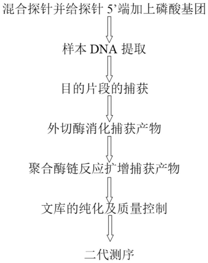 High-throughput targeted library building method and application