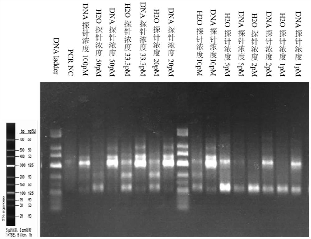 High-throughput targeted library building method and application