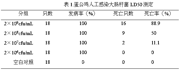 Traditional Chinese medicine composition for preventing and treating chicken colibacillosis and preparation method thereof