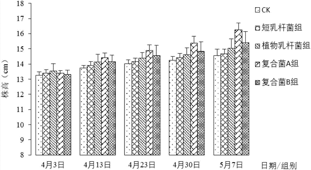 Lactic acid bacterium preparation for promoting calendula officinalis to bloom