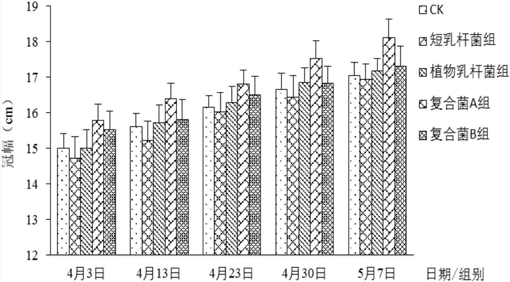 Lactic acid bacterium preparation for promoting calendula officinalis to bloom