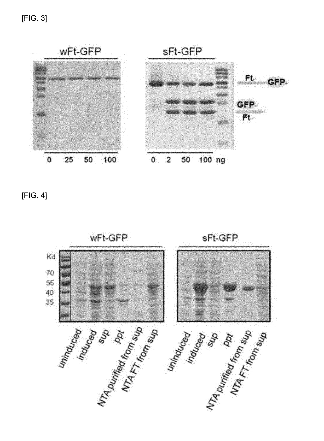 Human-derived ferritin monomer fragment and fusion polypeptide using same