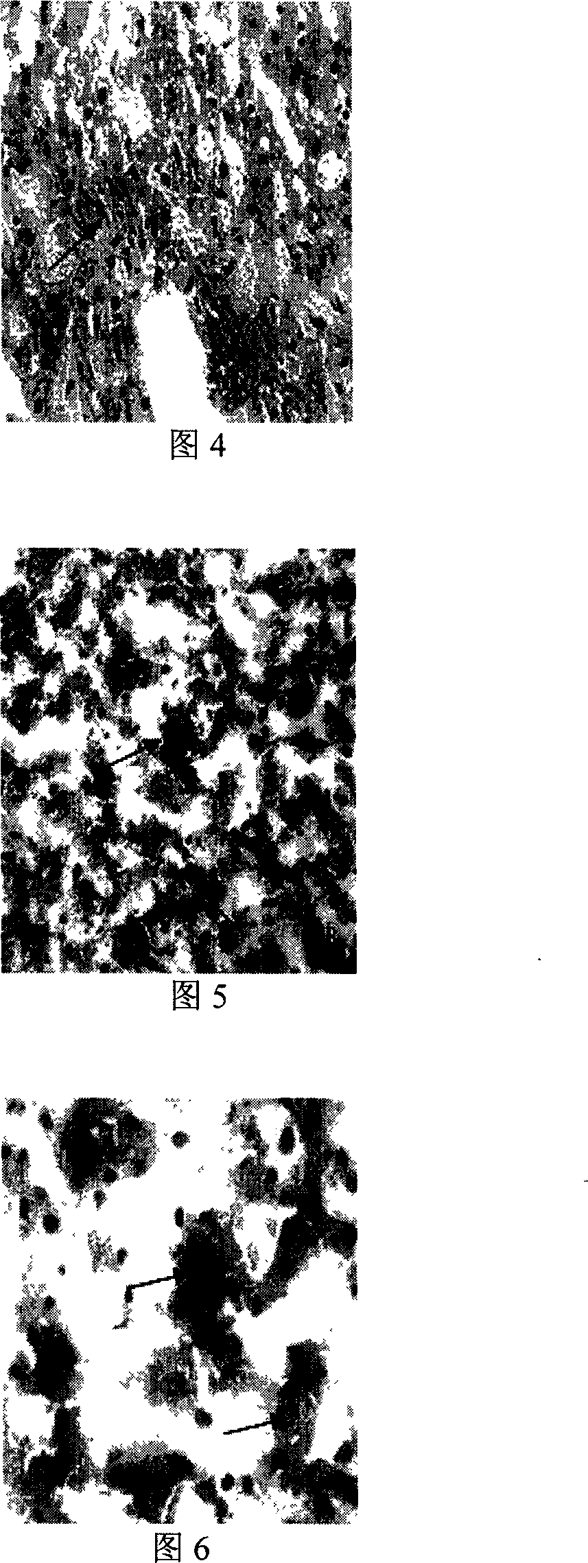 CYP3A4 polypeptide