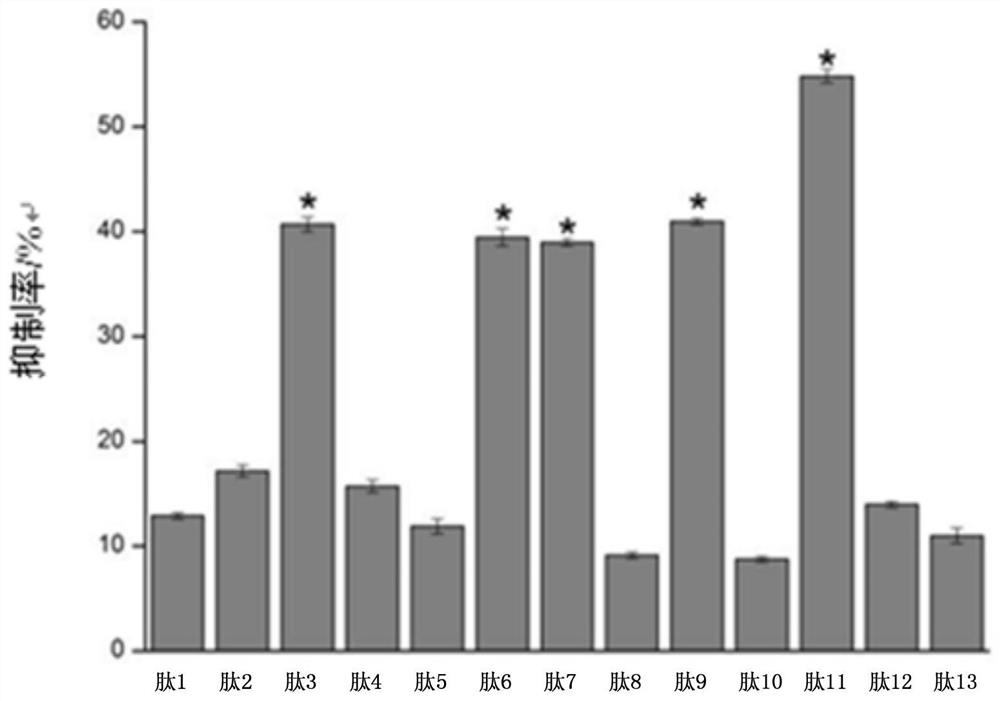 Epitope peptide of tropomyosin antigen, and application of epitope peptide