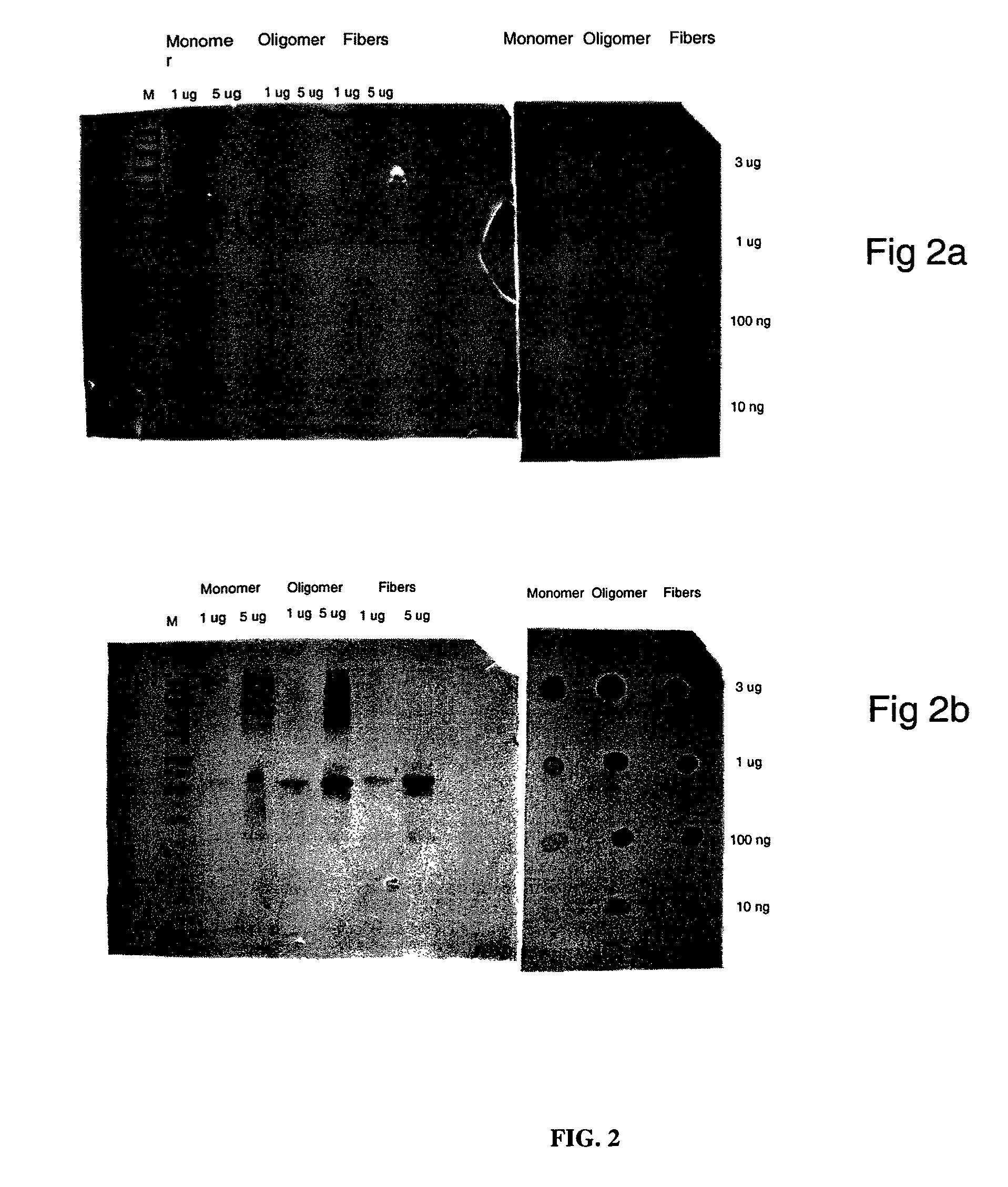 Monoclonal Antibody