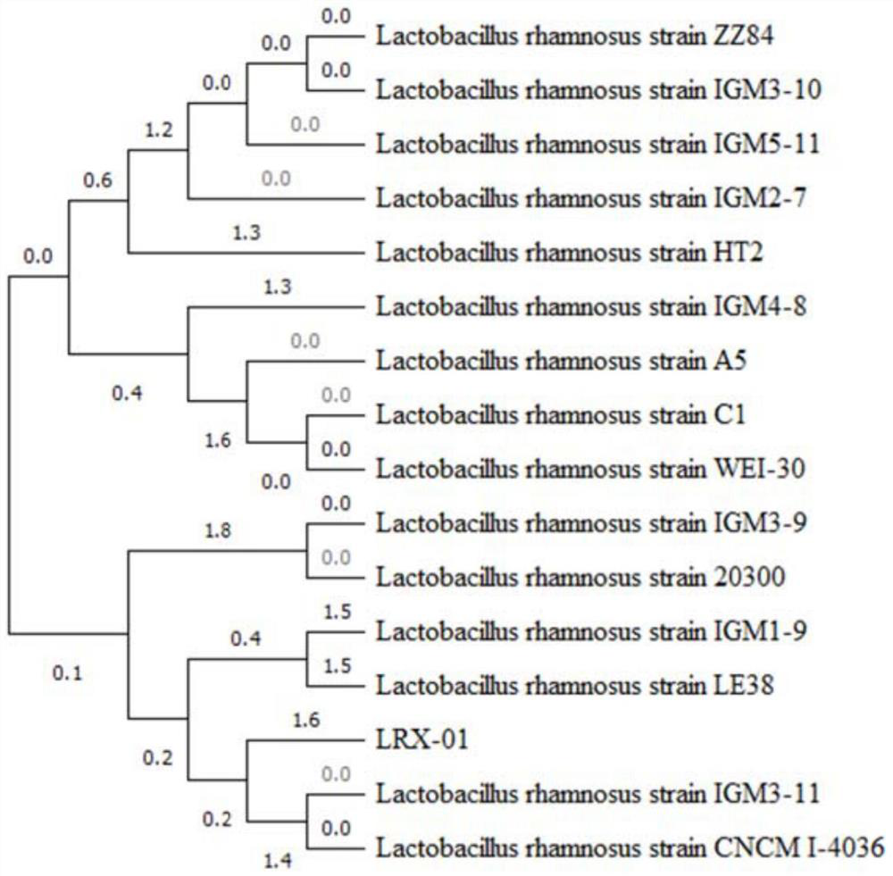 Application of lactobacillus rhamnosus LRX-01