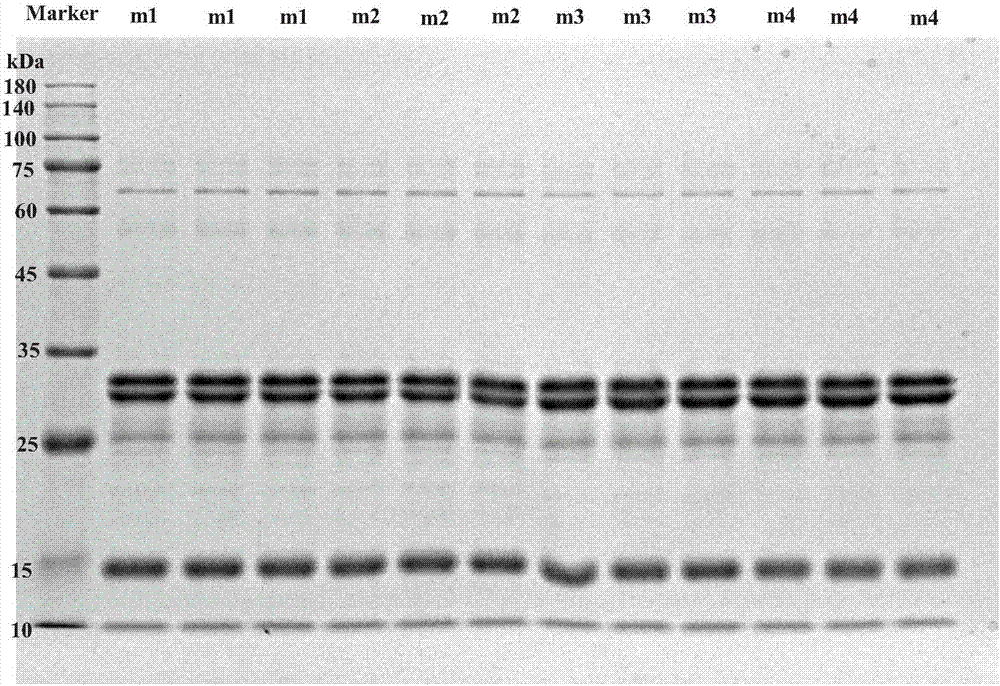 Method for detecting non-lactoprotein in milk based on gel electrophoresis and chemometrics