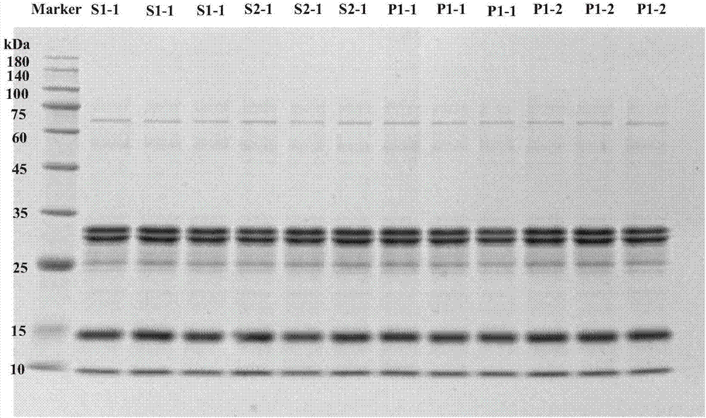 Method for detecting non-lactoprotein in milk based on gel electrophoresis and chemometrics