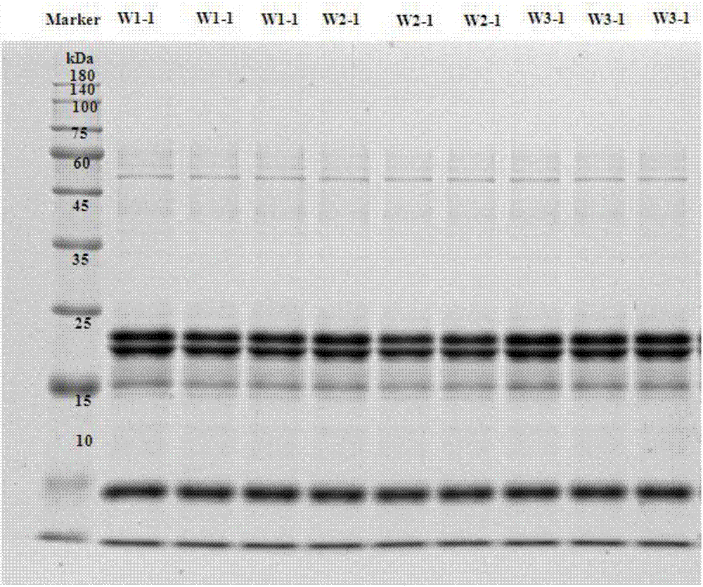 Method for detecting non-lactoprotein in milk based on gel electrophoresis and chemometrics