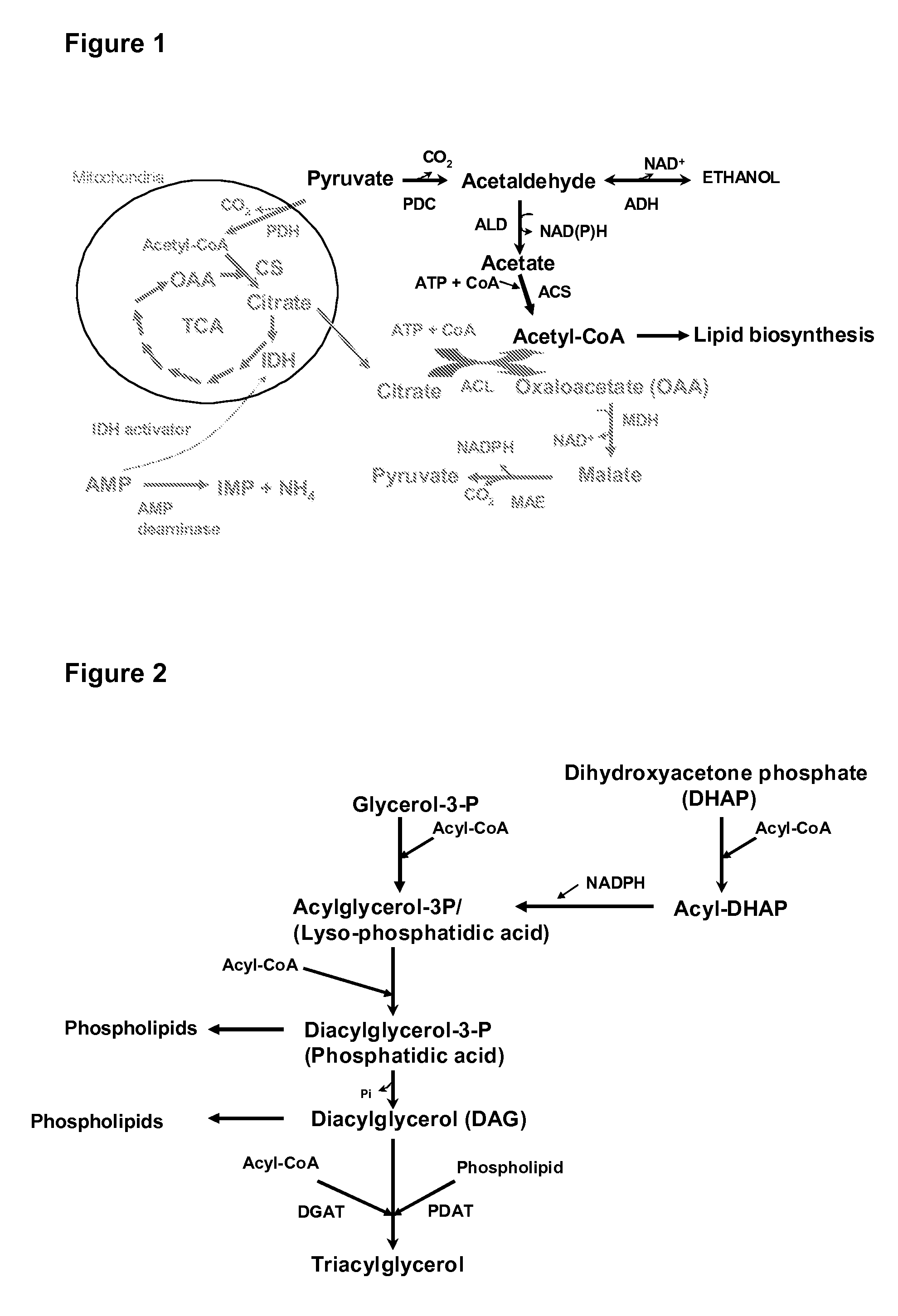 Genetically modified fungi and their use in lipid production