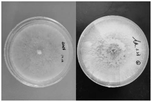 Preparation method of biological pigment by double-strain fermentation with wastewater rich in amino acids as base material