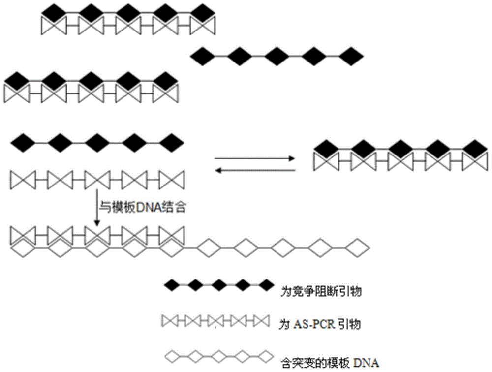 AS-PCR (allele-specific polymerase chain reaction) primer design method, gene mutation detection method and kit