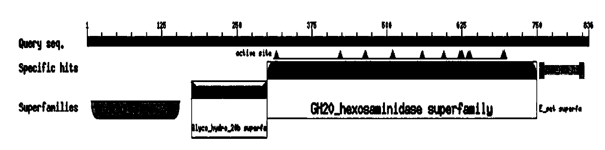 Glucoside hydrolase CmNAGase and cloning expression and applications thereof