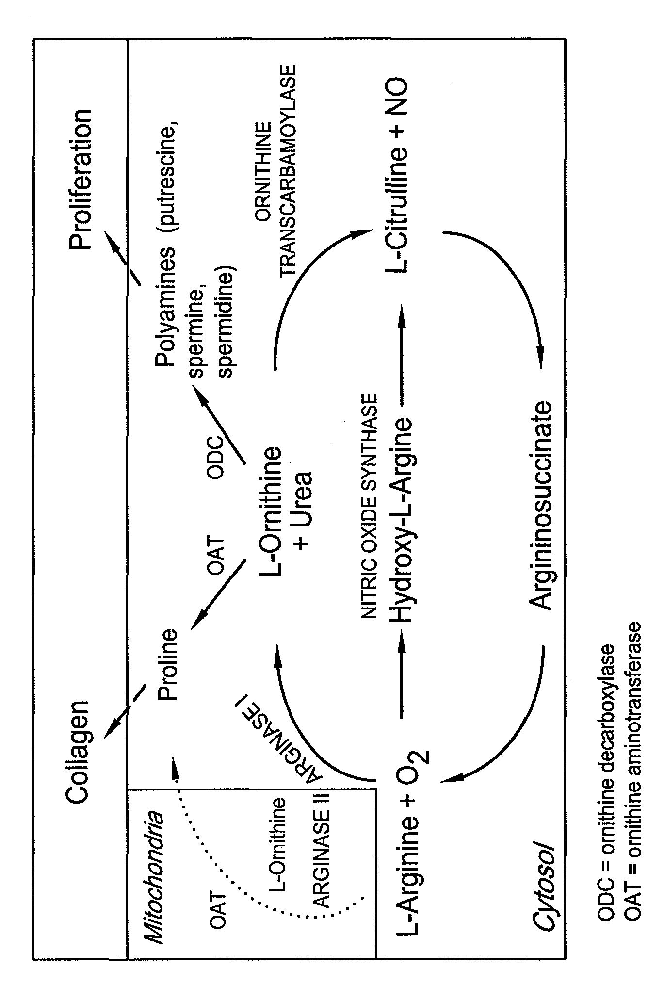 Compositions comprising dimethyl sulfoxide (DMSO)