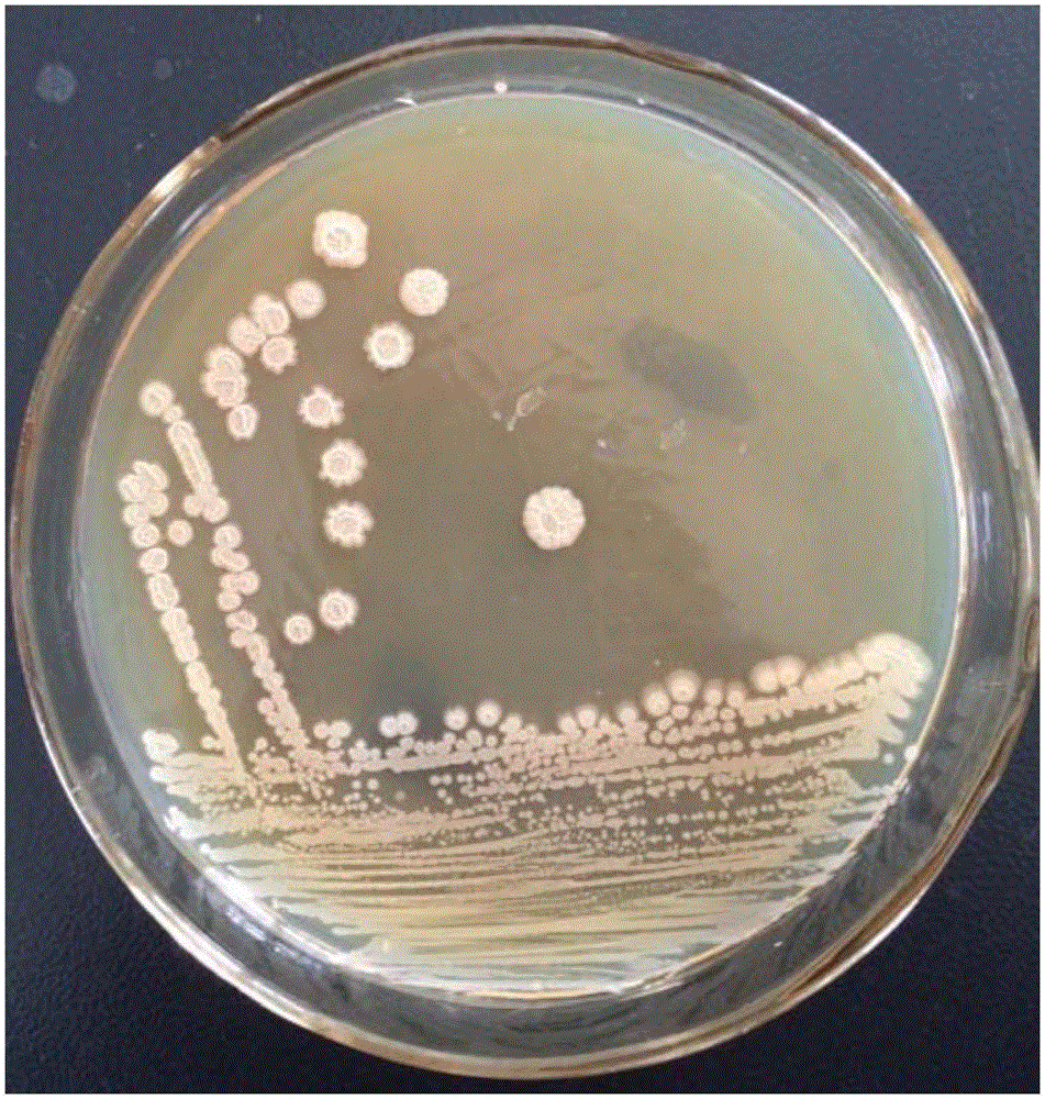 A kind of bacillus amyloliquefaciens MBRC1 bacterial strain and application thereof