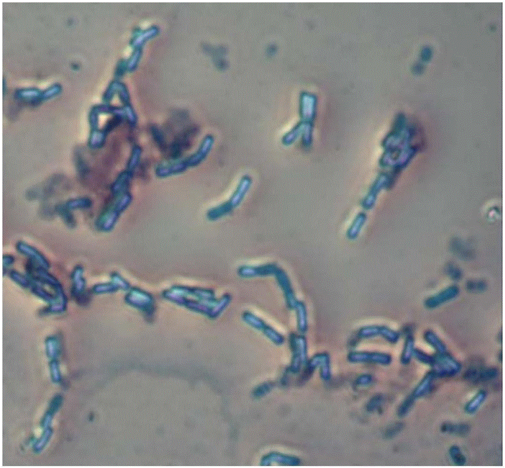 A kind of bacillus amyloliquefaciens MBRC1 bacterial strain and application thereof