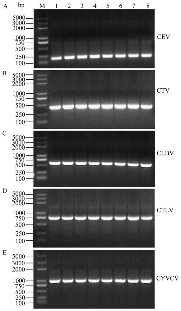DPO RT-PCR primer group, detection method and kit for synchronously detecting five citrus viruses and application of DPO RT-PCR primer group, detection method and kit