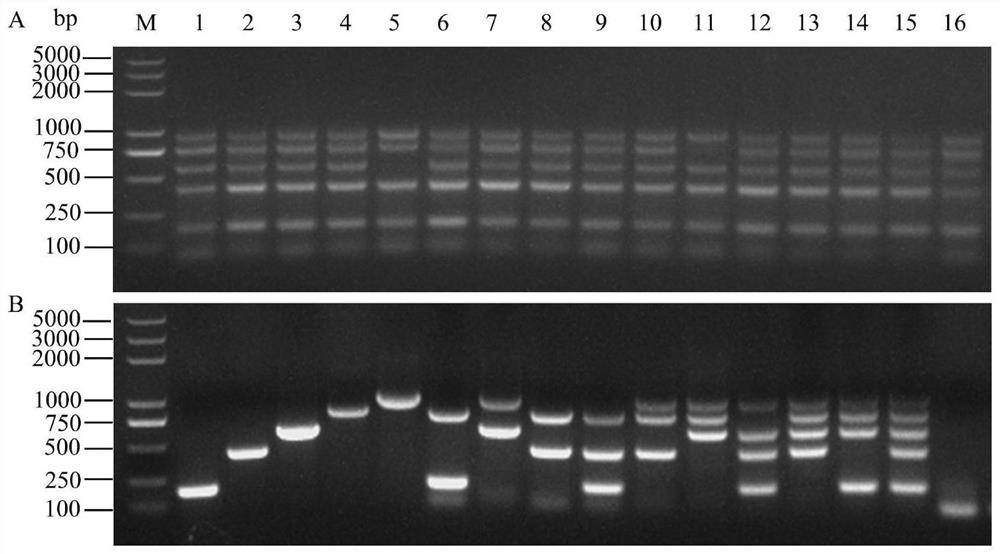 DPO RT-PCR primer group, detection method and kit for synchronously detecting five citrus viruses and application of DPO RT-PCR primer group, detection method and kit