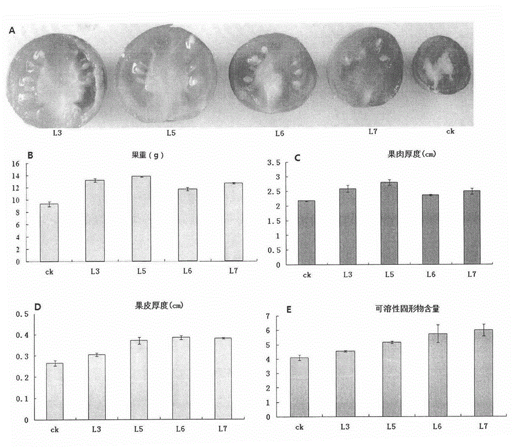 Gene capable of improving quality of plant fruit as well as encoding product and application thereof