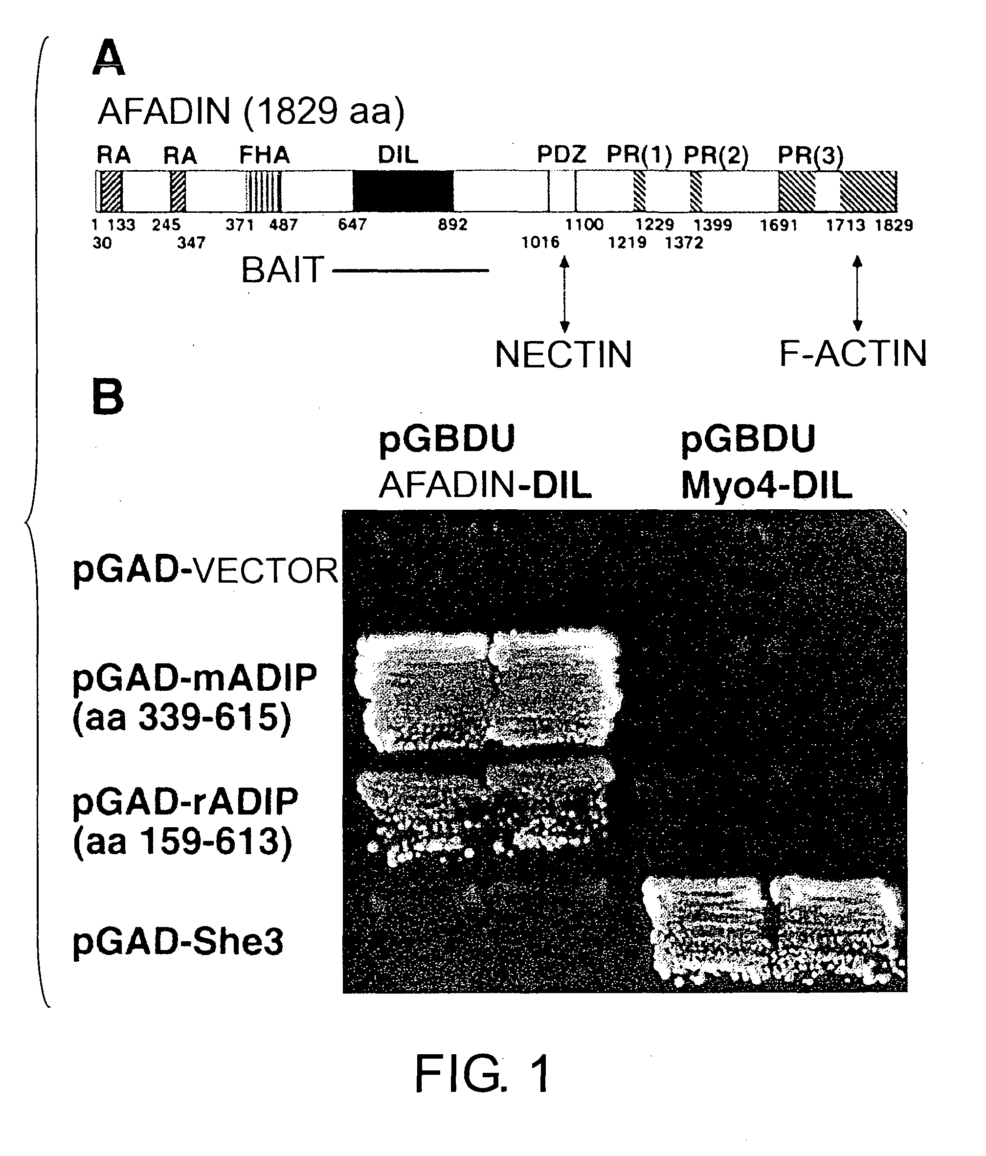 ADIP protein and use thereof