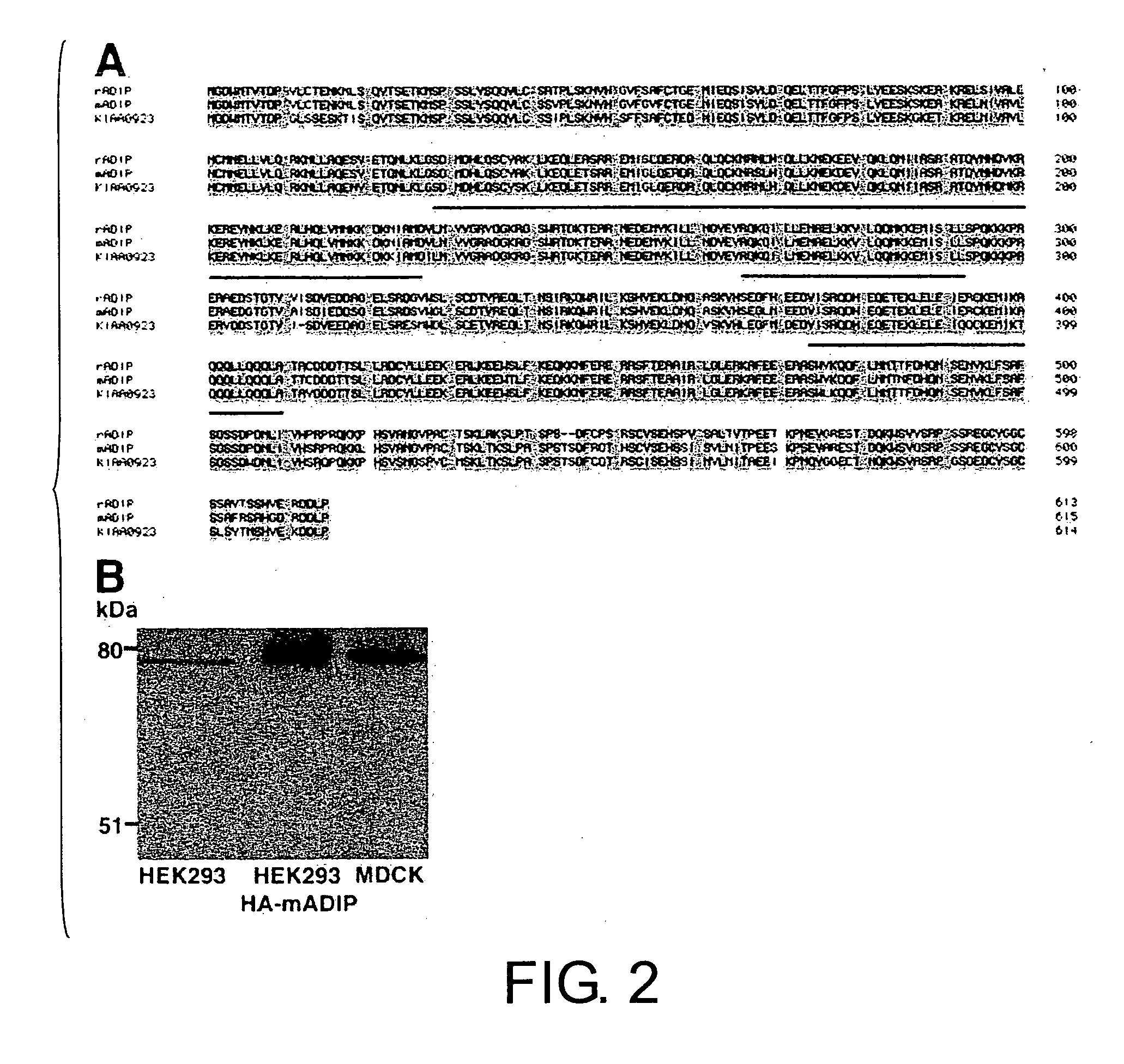 ADIP protein and use thereof