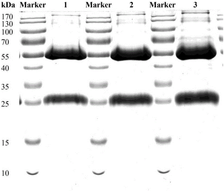 Gene expression product BLSJ-1 with Brucella diagnosis and identification effect, and preparation method thereof