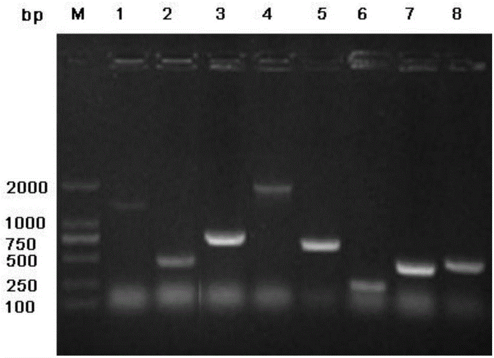 Gene expression product BLSJ-1 with Brucella diagnosis and identification effect, and preparation method thereof