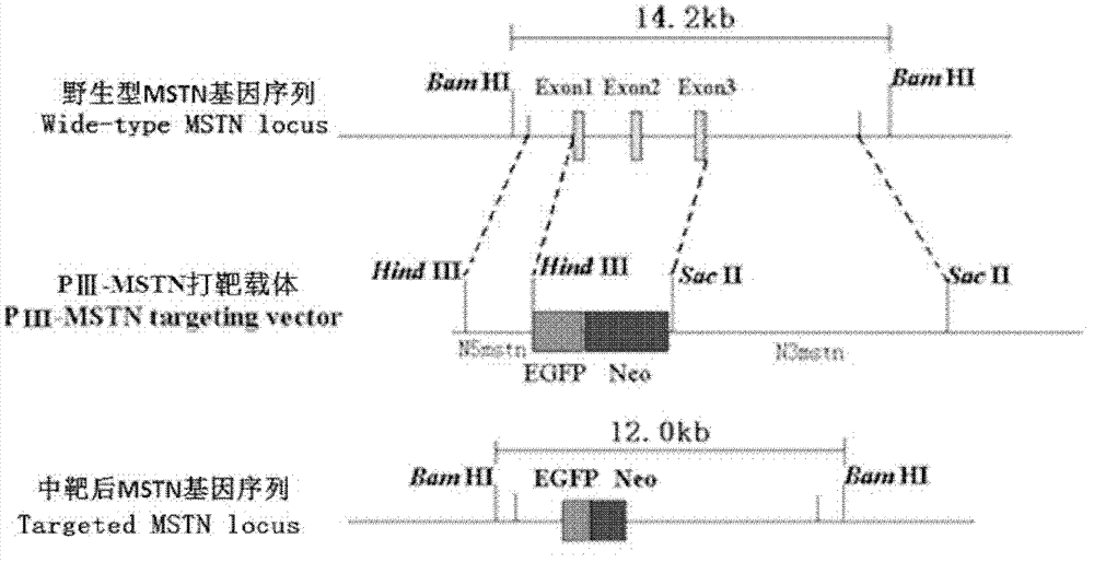 Targeting vector for knockout of bovine MSTN gene and application thereof