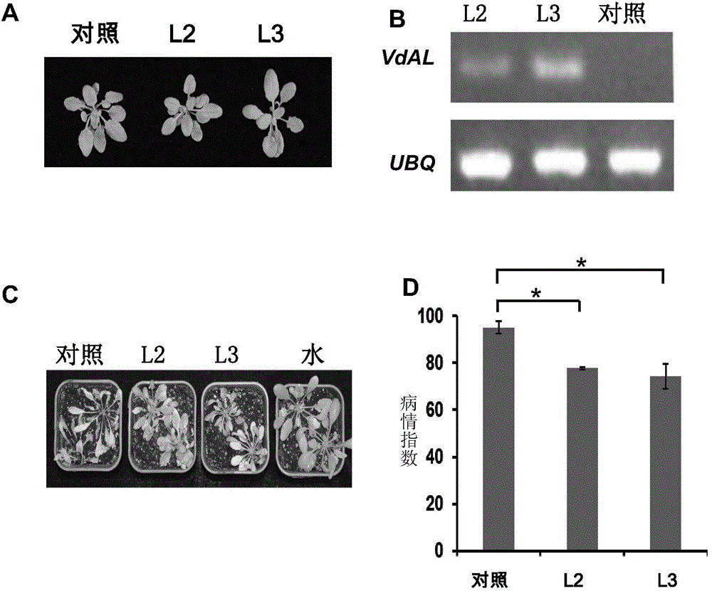 Resistance-related protein and encoding gene thereof, and application of resistance-related protein and encoding gene for regulating and controlling plant disease resistance