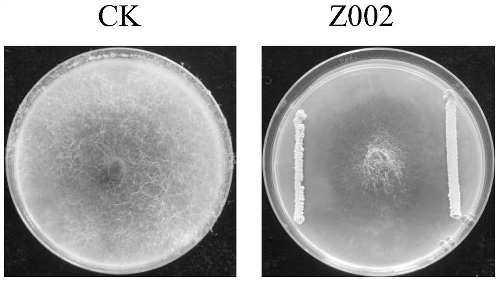 Bacillus velezensis Z002 as well as acquisition method and application thereof