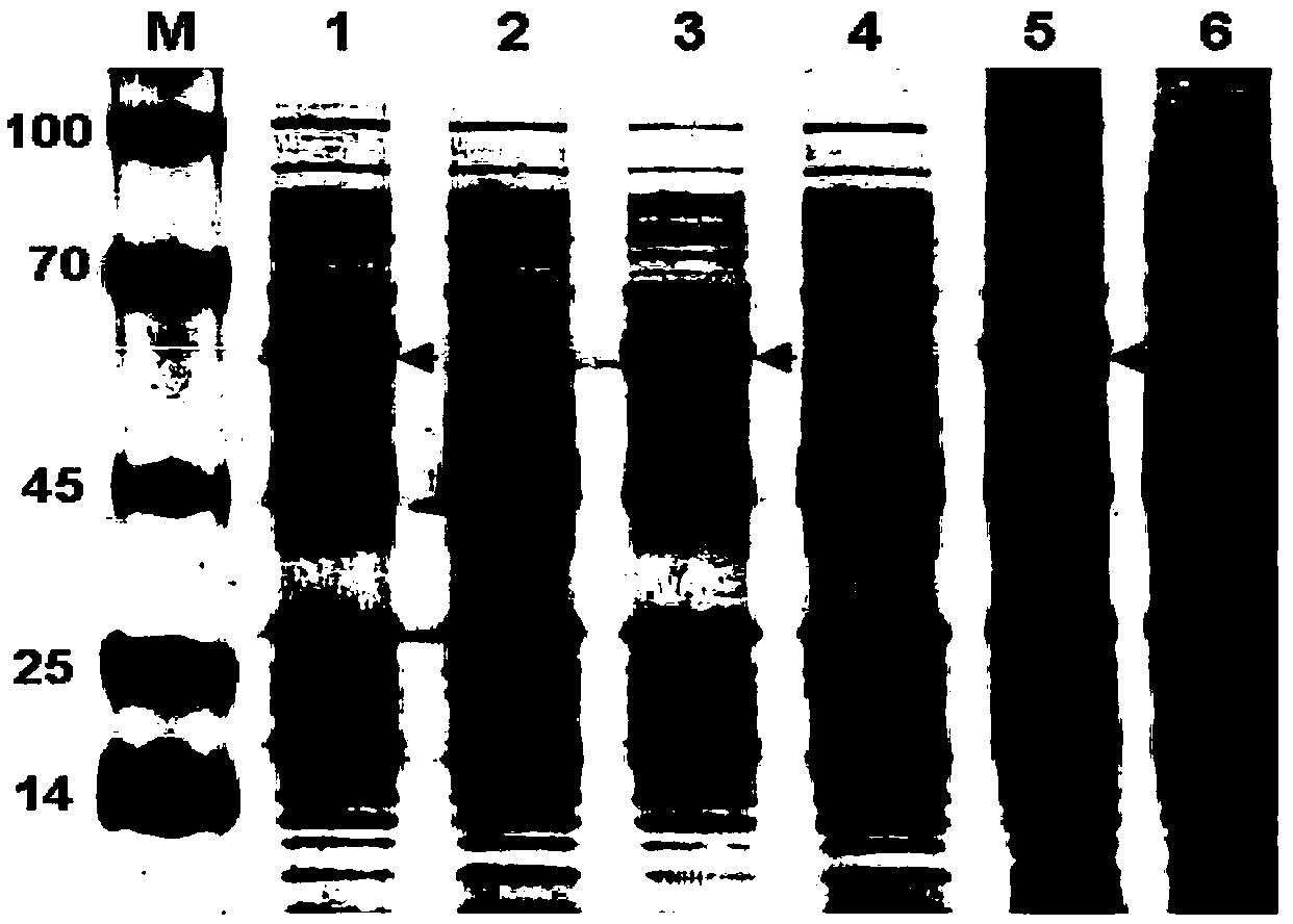 Waxy protein subunits of wheat variety Chinese spring, and coding genes and application thereof